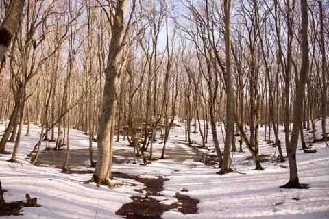 Shadows from trees on white snow in the forest. Stock Photos