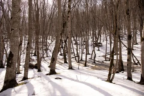 Shadows from trees on white snow in the forest. Stock Photos