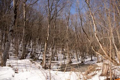 Shadows from trees on white snow in the forest. Stock Photos