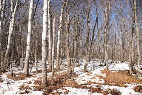 Shadows from trees on white snow in the forest. Stock Photos