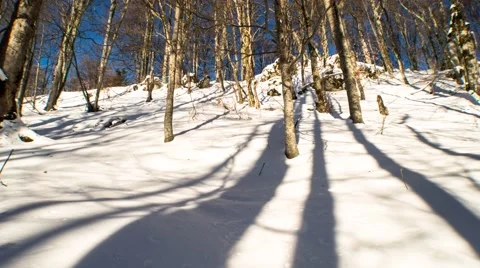 Shadows of trees in winter forest Stock Footage 46955727