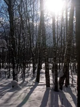 Shadows of trees in the winter Park Stock Photos