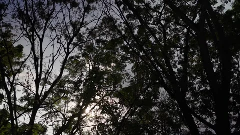 The shadows of the treetops in the forest, the view of the treetops against the  Stock Footage 331232446