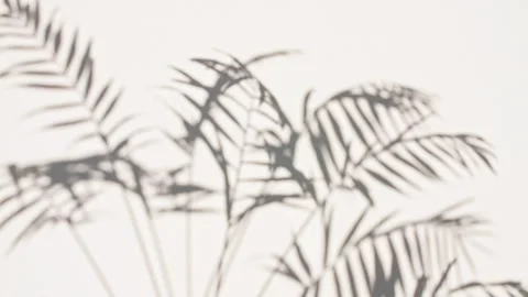 Shadows of Tropical palm leaf trees at sunlight. Advertising, product Stock Footage 267972028