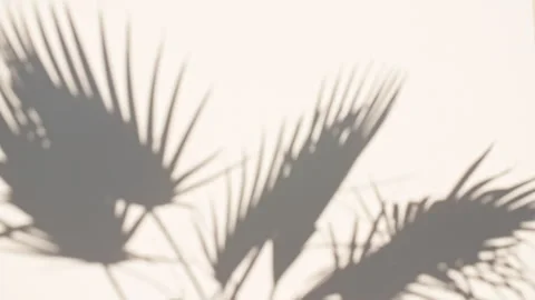 Shadows of Tropical palm leaf trees at sunlight. Advertising, product Stock Footage 270925416