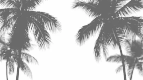 Shadows of tropical palms on a white background and blowing wind. Video stock 332303075