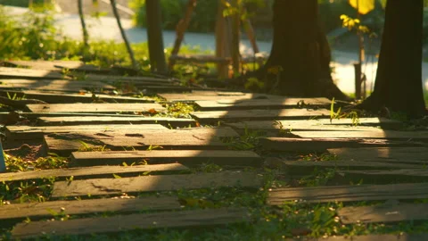 Shadows of tropical trees falling on a paved stone walkway in a park. Stock Footage 324774290