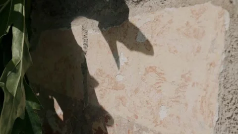 Shadows on a vintage wall mexico medium shot Stock Footage 339843127