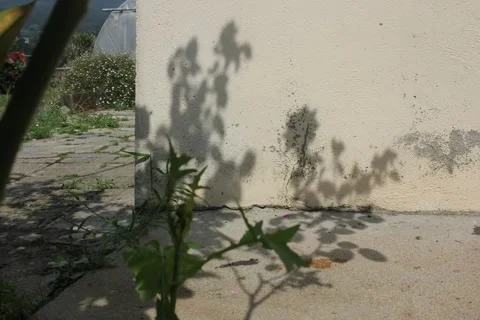 Shadows in a wall 库存影片 347186536
