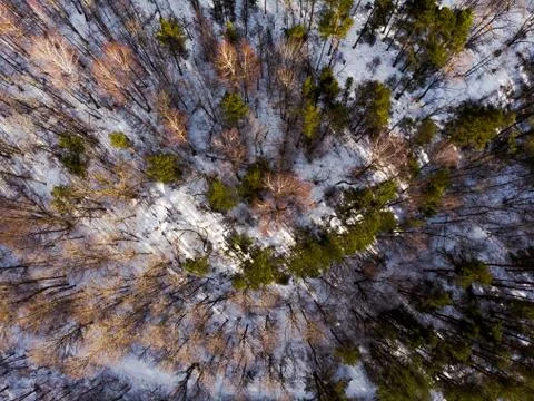 Shadows in a winter forest scene top down view Stock Photos