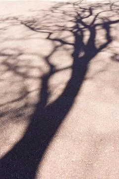 Shadow,United States,Shadow, the outline of a leafless tree on a pavement Stock Photos