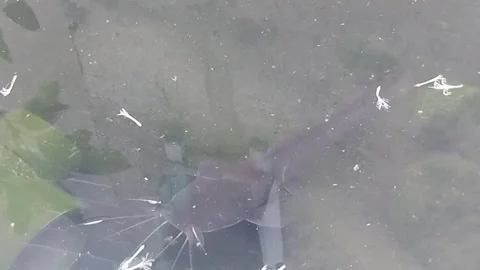 Shadowy Catfish Feast Видео 283563788