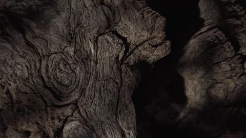 Shadowy Close-Up of Natural Tree Bark Surface Stock Footage 289201195