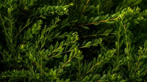 Shadowy dark abstract background of tiny green leaves on long sprigs moving.. Stock Footage 75397306