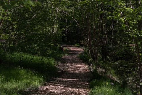 Shadowy Forest 2 (Boo) Stock Photos