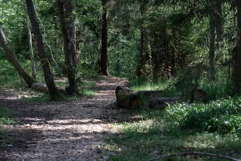 Shadowy Forest (Boo) Stock Photos