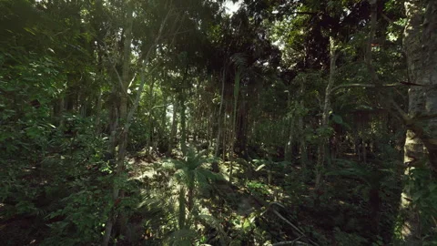 Shadowy forest floor with intertwined trunks and filtered sunlight Stock Footage 334327250
