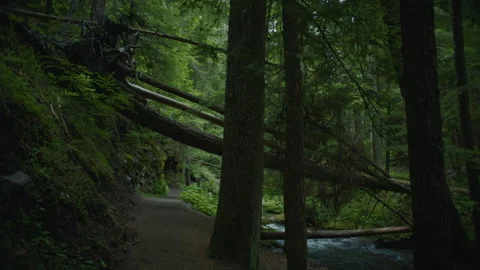 A shadowy hiking path alongside a forest creek - Mt Hood National Forest Stock Footage 232341319