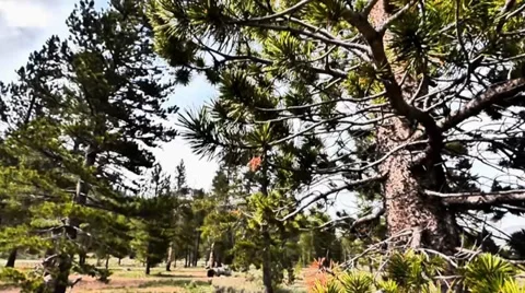 Shadowy Pine Trees Video stock 38841803