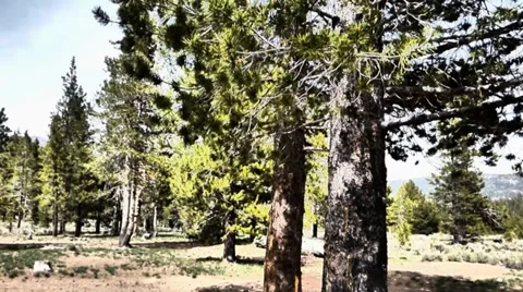 Shadowy Pines in the Wind Vídeos de archivo 38841644