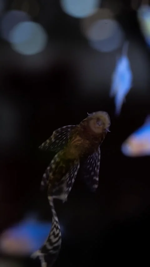 Shadowy pleco catfish glides through dark water, neon tetras flicker in blurred Video stock 344722221