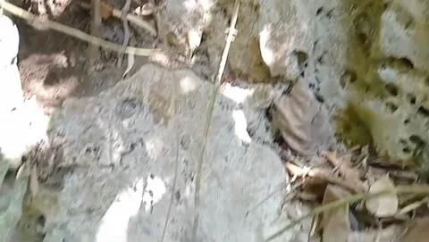 Shady atmosphere in a limestone area. 스톡 동영상 336903616
