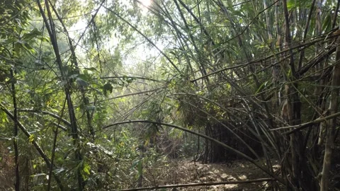 The Shady Atmosphere of The Riverbank Stock Footage 320656589