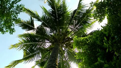 Shady atmosphere under coconut trees 스톡 동영상 241911995