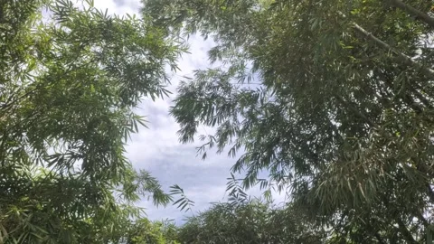 The Shady of The Bamboo Grove Stock-Footage 311087965