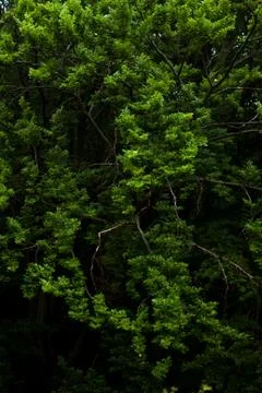Shady cedar forest Stock Photos