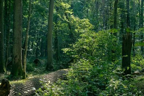 Shady deciduous tree stand with broken ash tree in foreground, Bialowieza For Foto stock