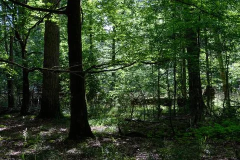 Shady deciduous tree stand with broken oak tree in background, Bialowieza For Foto stock