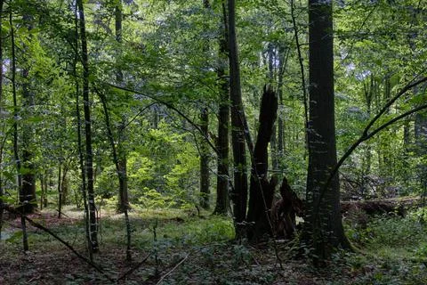 Shady deciduous tree stand with broken oak tree in background, Bialowieza For Stock Photos