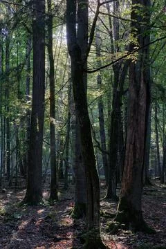 Shady deciduous tree stand with oak and hornbeam trees in background, Bialowi Stock Photos