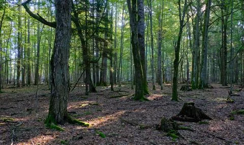 Shady deciduous tree stand with oak and hornbeam trees in background, Bialowi Stock Photos