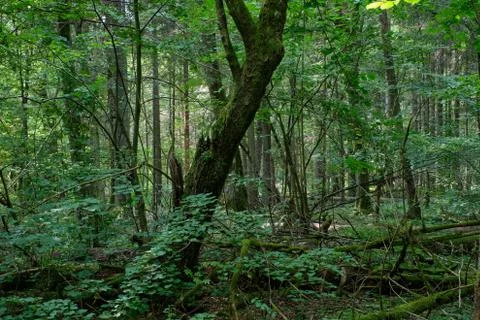 Shady deciduous tree stand with old hornbeam tree and broken another one in f Stock Photos