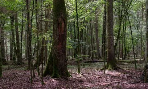 Shady deciduous tree stand in summer with some old oak trees among hornbeam j Stock Photos