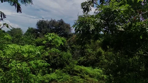 Shady forest Stock Footage 223666866
