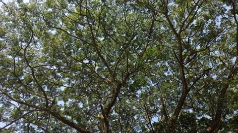 Shady forest of trees during the day Stock Footage 197042594