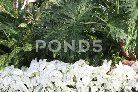 Shady Garden Stock Photos