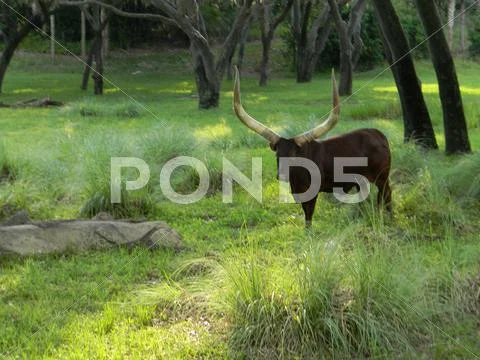 Shady Grazer Stock Photos