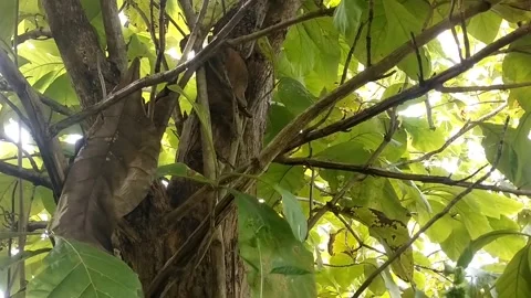 Shady green teak trees Stock Footage 328651559