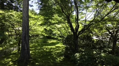 Shady Green Trees in the Park Stock Footage 336935400