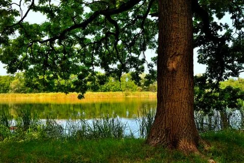 Shady oak on the river Фото
