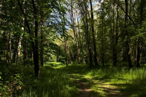Shady path bordered by trees in a park in the italian countryside Stock Photos