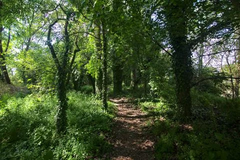 Shady path bordered by trees in a park in the italian countryside Stock Photos