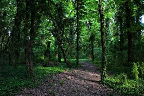 Shady path bordered by trees in a park in the italian countryside Stock Photos