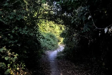 Shady path with trees arching on it in the countryside at sunset Stock Photos