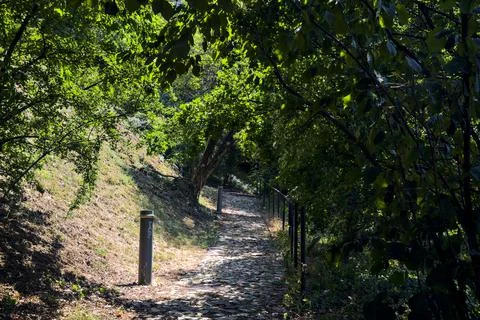 Shady path with trees arching on it in a park on a sunny day Stock Photos