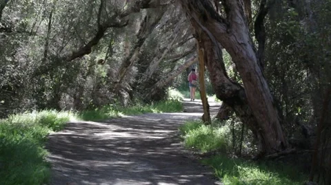 Shady path under trees in forest Stock Footage 58571337